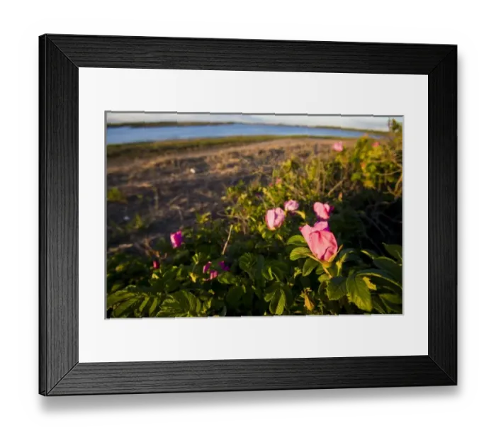 Framed Print : Rosa rugosa on Long Beach in Stratford, Connecticut. Adjacent to the Great Meadows