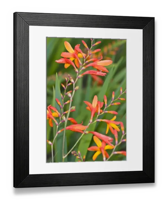 Framed Print : USA. Flowers near Pacific Coast Highway in northern California