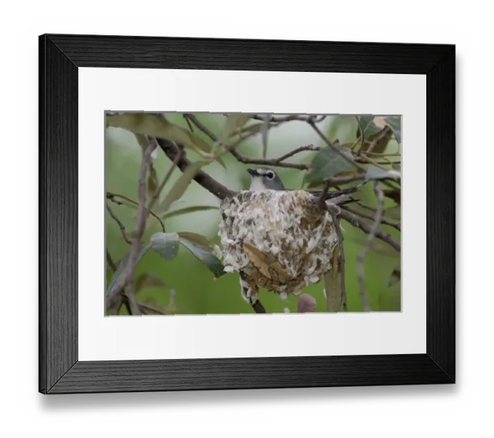 Framed Print : Plumbeous Vireo adult on nest, Madera Canyon, Arizona, USA