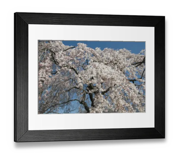 Framed Print : Cherry blossoms in bloom during the annual cherry blossom festival, National Mall National Park