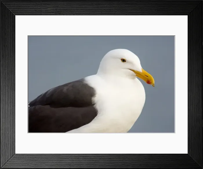 Framed Print : USA, California, La Jolla, Western Gull Framed Print : USA, California, La Jolla, Western Gull