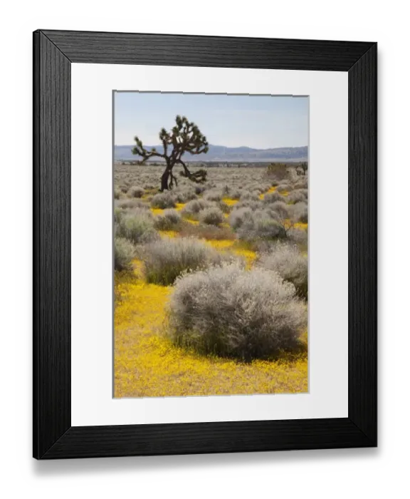 Framed Print : USA, North America, California Framed Print : USA, North America, California
