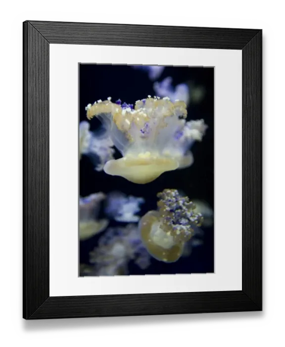 Framed Print : Mediterranean Jelly Fish (Cotylorhiza tuberculata) at the Monterey Bay Aquarium - Monterey Framed Print : Mediterranean Jelly Fish (Cotylorhiza tuberculata) at the Monterey Bay Aquarium - Monterey