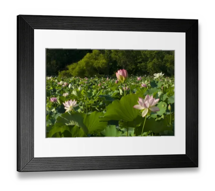 Framed Print : USA, DC, Washington, Kenilworth Aquatic Gardens, large pond filled with pink Framed Print : USA, DC, Washington, Kenilworth Aquatic Gardens, large pond filled with pink