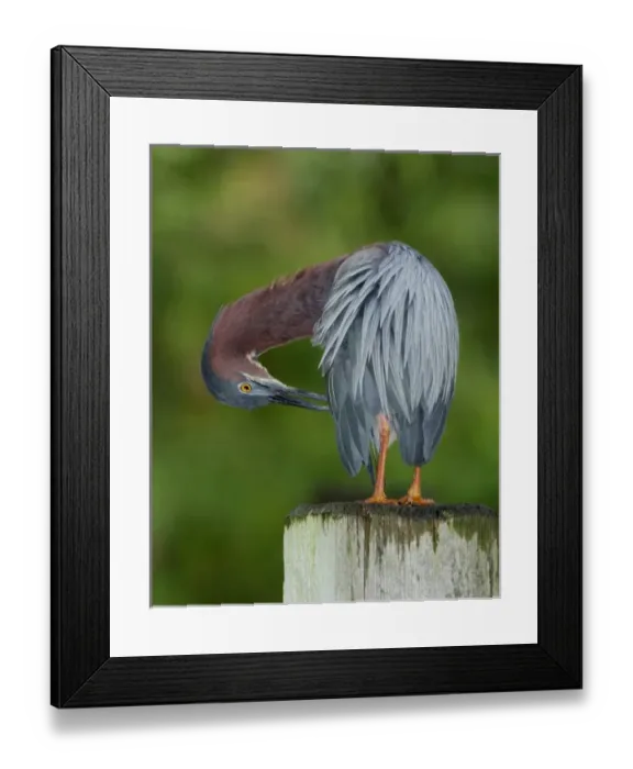 Framed Print : North America, USA, Florida, Orlando, colorful heron perched upon a post grooming