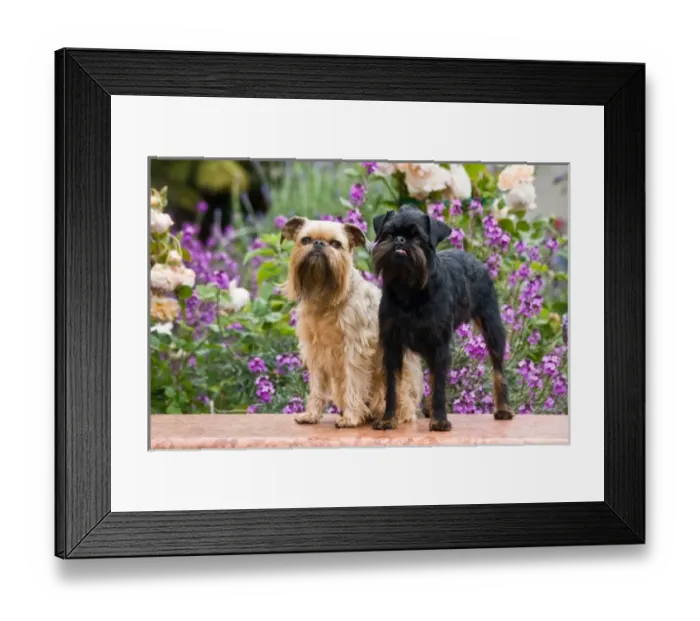 Framed Print : USA, North America, California