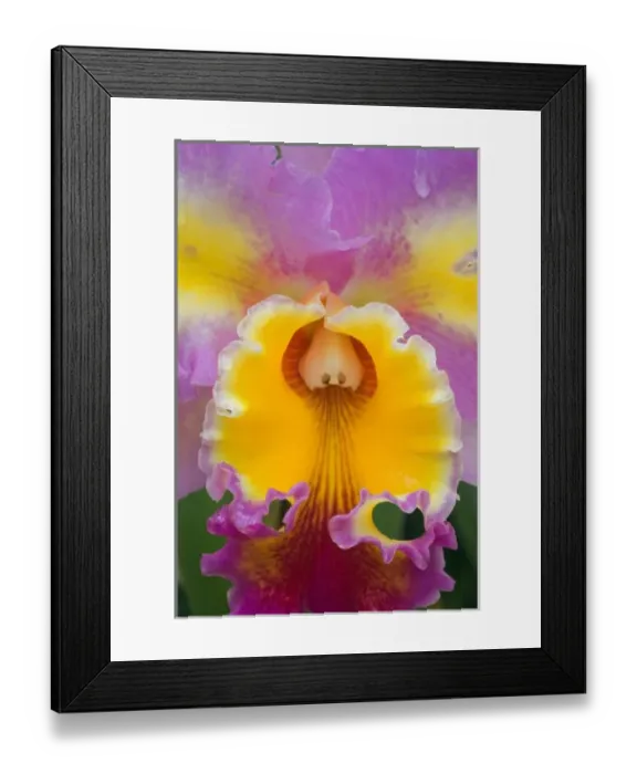 Framed Print : USA, North America, Florida