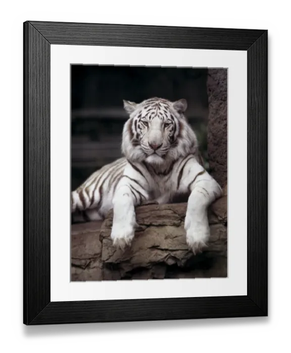 Framed Print : White tiger on loan at the Sacramento Zoo Framed Print : White tiger on loan at the Sacramento Zoo