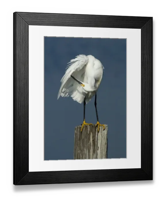 Framed Print : North America, USA, Florida, Merritt Island, upside down egret preening her feathers