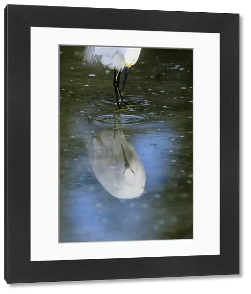 USA, Florida. Snowy egret reflects in water while hunting