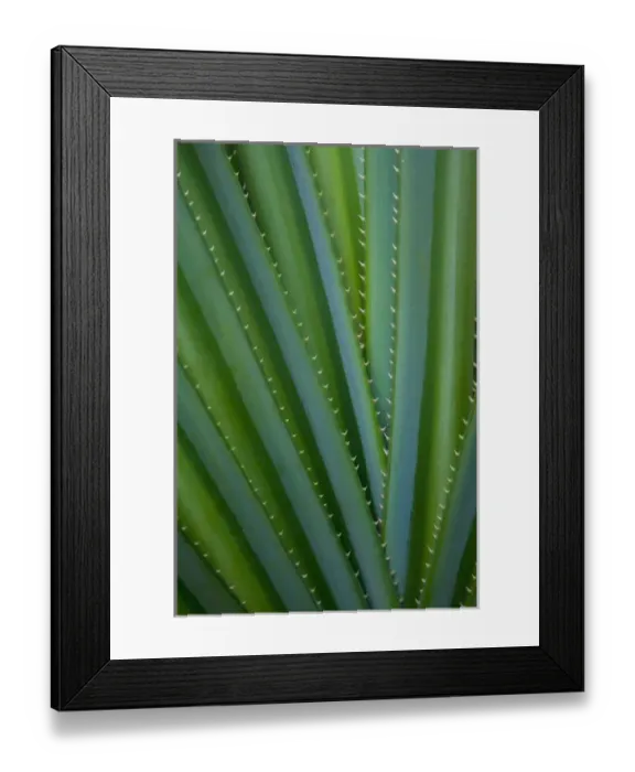 Framed Print : San Francisco, Californias Golden Gate Park and the Conservatory of Flowers Framed Print : San Francisco, Californias Golden Gate Park and the Conservatory of Flowers