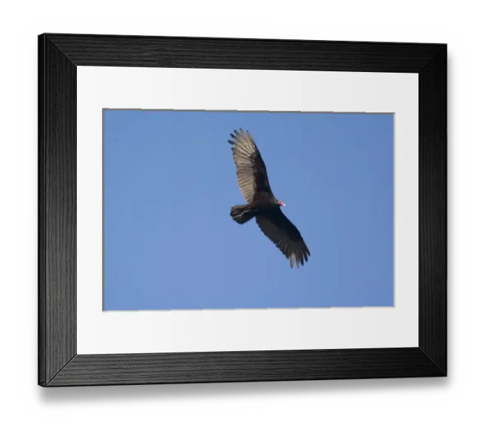 Framed Print : Turkey vulture in flight near Big Sur, California Framed Print : Turkey vulture in flight near Big Sur, California