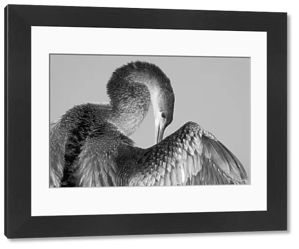 North America, USA, Florida, Melbourne, Anhinga bird in an elegant pose in black and white