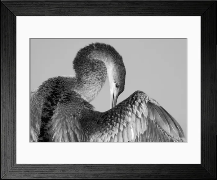 Framed Print : North America, USA, Florida, Melbourne, Anhinga bird in an elegant pose in black and white Framed Print : North America, USA, Florida, Melbourne, Anhinga bird in an elegant pose in black and white