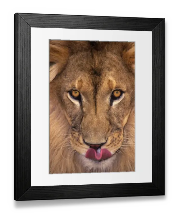 Framed Print : USA, California, Los Angeles County. Portrait of African lion male with tongue out Framed Print : USA, California, Los Angeles County. Portrait of African lion male with tongue out