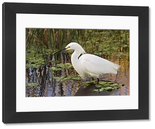 Snowy Egret, Egretta thula, Wakodahatchee Wetlands, Delray Beach, Florida