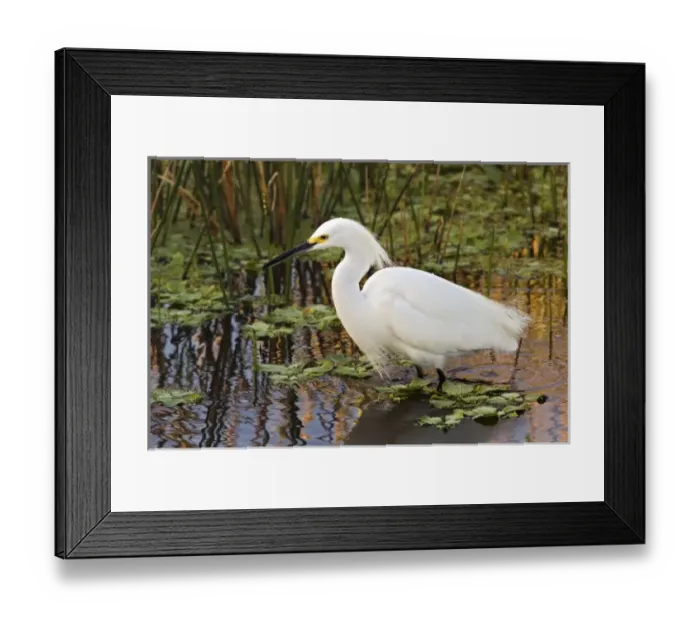 Framed Print : Snowy Egret, Egretta thula, Wakodahatchee Wetlands, Delray Beach, Florida Framed Print : Snowy Egret, Egretta thula, Wakodahatchee Wetlands, Delray Beach, Florida