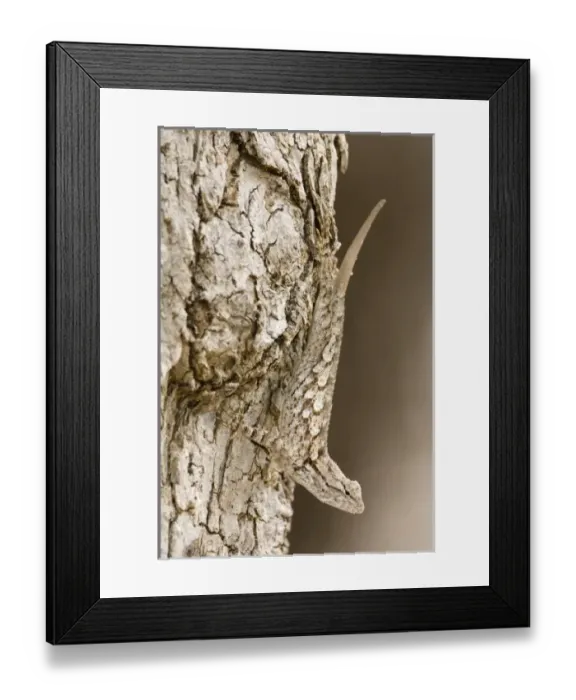 Framed Print : USA, North America, Arizona