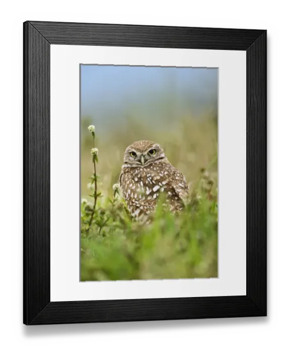 Framed Print : USA, North America, Florida Framed Print : USA, North America, Florida