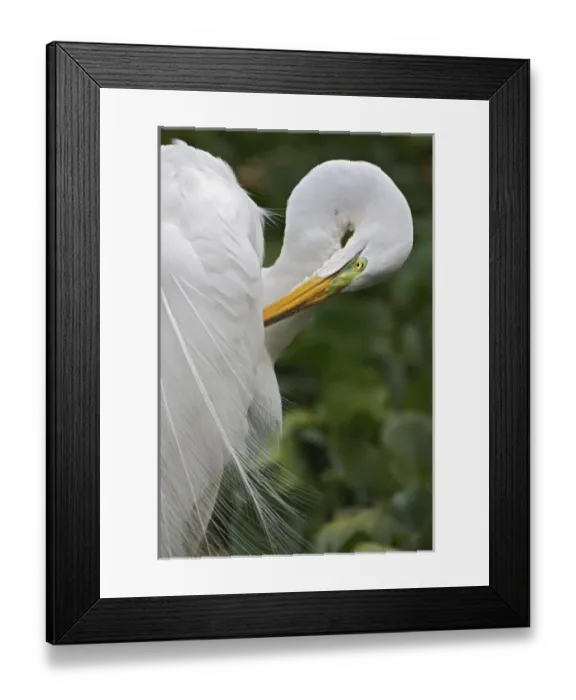 Framed Print : Great Egret in breeding plumage preening feathers, Casmerodius albus, Corkscrew Swamp Sanctuary Framed Print : Great Egret in breeding plumage preening feathers, Casmerodius albus, Corkscrew Swamp Sanctuary