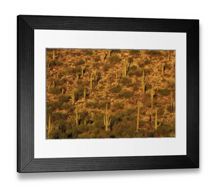 Framed Print : North America, USA, Arizona, Sonoran Desert National Park. Saguaro Cactus (Carnegia