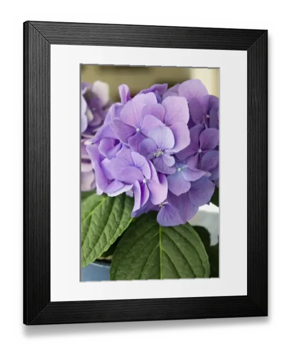 Framed Print : USA, California, purple Hydrangeas