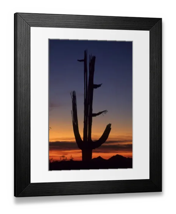 Framed Print : Giant saguaro cactus (Cereus giganteus), Saguaro National Park, Tucson, Arizona Framed Print : Giant saguaro cactus (Cereus giganteus), Saguaro National Park, Tucson, Arizona