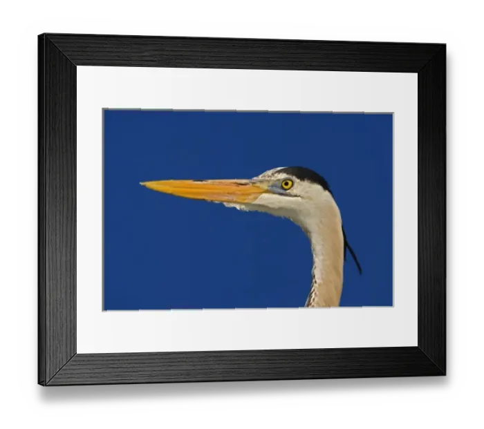 Framed Print : Great Blue Heron, Ardea herodias, Corkscrew Swamp Sanctuary, near Naples, Florida