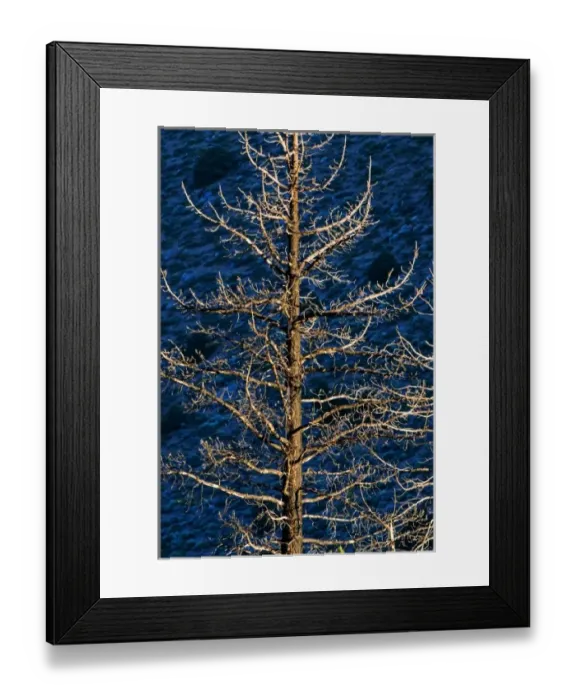 Framed Print : Remains of forest fire, Inyo National Forest, California Framed Print : Remains of forest fire, Inyo National Forest, California