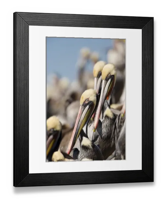 Framed Print : USA, Califonia, Brown Pelican, adult, breeding plumage, roost Framed Print : USA, Califonia, Brown Pelican, adult, breeding plumage, roost