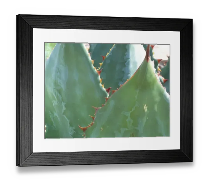 Framed Print : USA, Arizona, Tucson. Parryi Agave is tolerant of a range of cultural conditions Framed Print : USA, Arizona, Tucson. Parryi Agave is tolerant of a range of cultural conditions