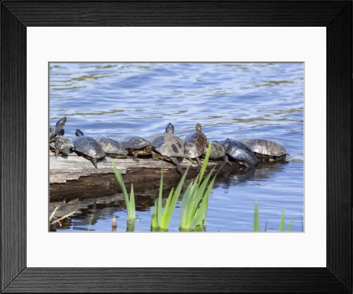 Framed Print : USA, North America, Washington Framed Print : USA, North America, Washington