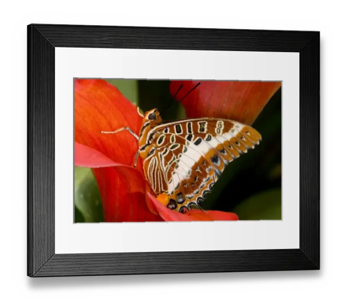 Framed Print : Sammamish Washington Tropical Butterflies photograph of Charaxes brutus the White-barred Framed Print : Sammamish Washington Tropical Butterflies photograph of Charaxes brutus the White-barred