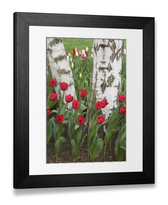 Framed Print : WA, Skagit Valley, Roozengaarde Tulip Garden Framed Print : WA, Skagit Valley, Roozengaarde Tulip Garden