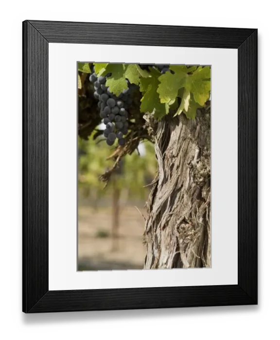 Framed Print : USA, North America, Washington Framed Print : USA, North America, Washington