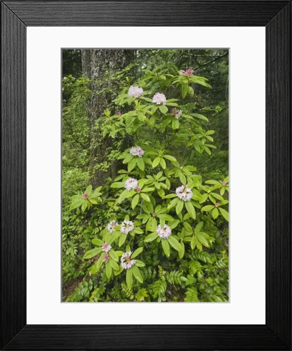 Framed Print : USA, North America, Washington