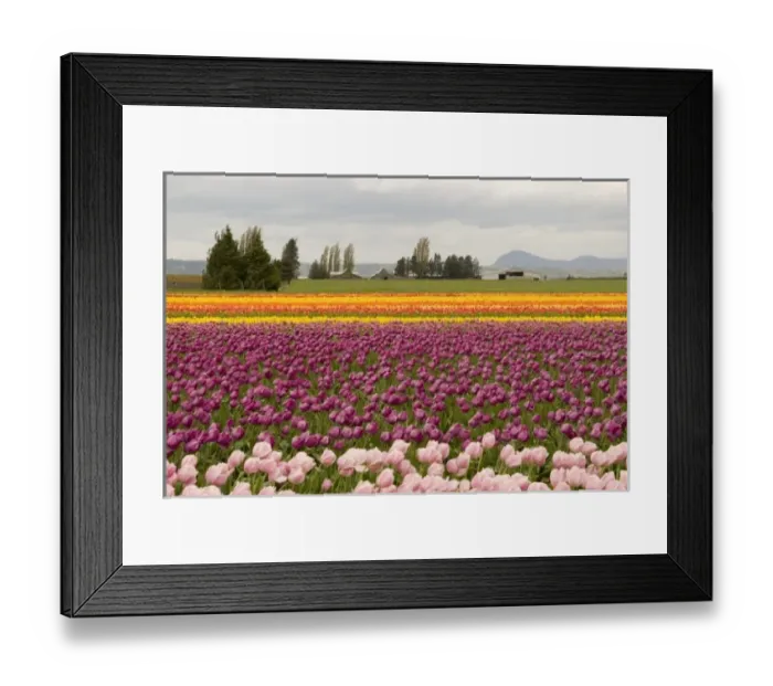 Framed Print : USA, WA, Skagit Valley. Cloudy day Skagit Valley tulip Festival Framed Print : USA, WA, Skagit Valley. Cloudy day Skagit Valley tulip Festival