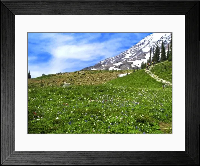 Framed Print : USA, Washington, Mt. Rainier National Park, Skyline Trail Framed Print : USA, Washington, Mt. Rainier National Park, Skyline Trail