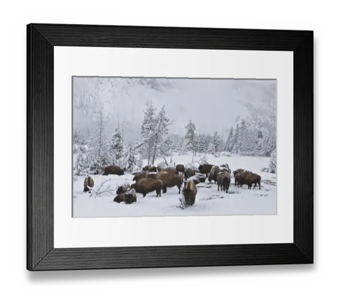 Framed Print : North America, USA, Wyoming, Yellowstone National Park. Bison herd