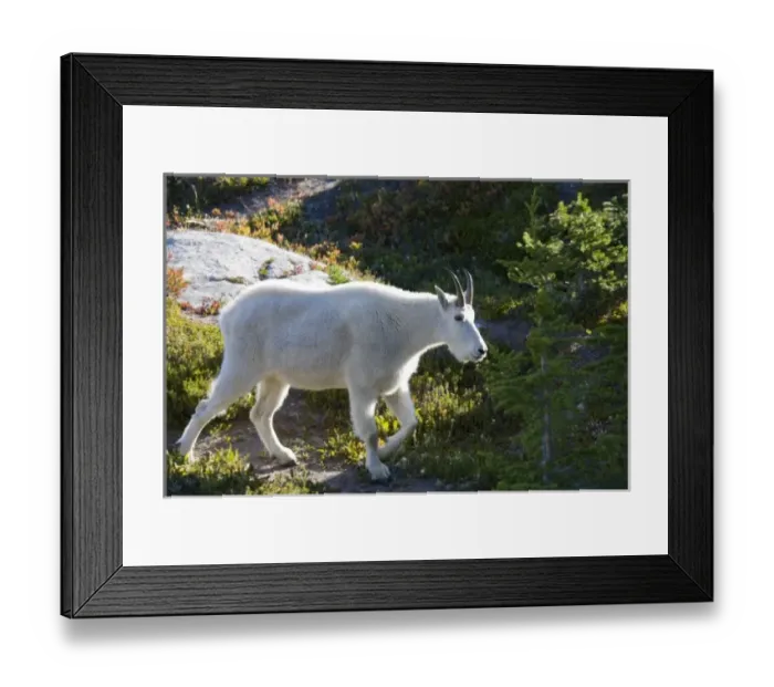 Framed Print : USA, North America, Washington Framed Print : USA, North America, Washington
