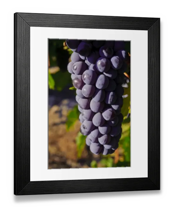 Framed Print : USA, Washington, Yakima Valley. Crush at Teft Cellars in the Rattlesnake Hills AVA
