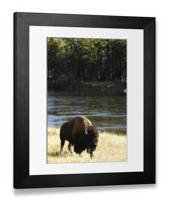 Framed Print : USA, Wyoming, Bull Bison Walking Along River, Yellowstone National Park Framed Print : USA, Wyoming, Bull Bison Walking Along River, Yellowstone National Park