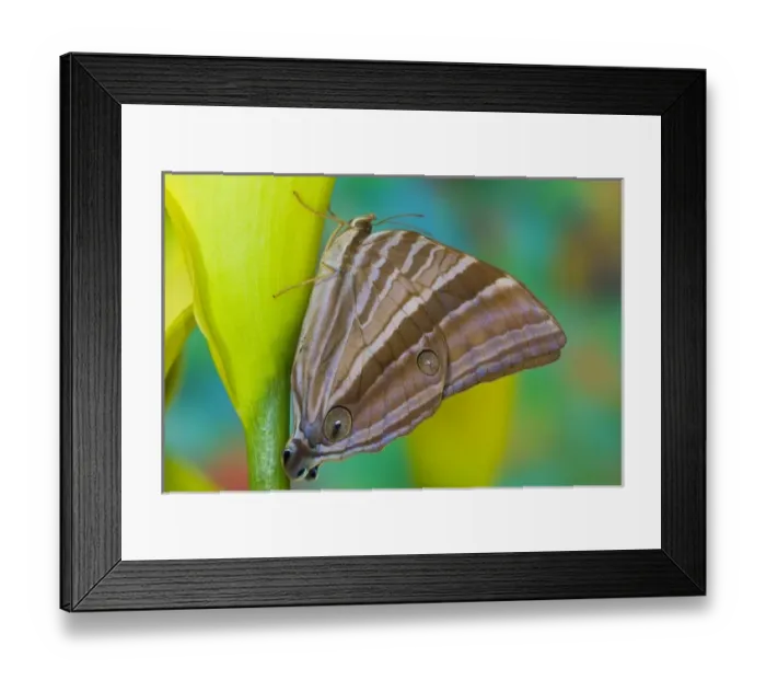 Framed Print : USA, North America, Washington Framed Print : USA, North America, Washington