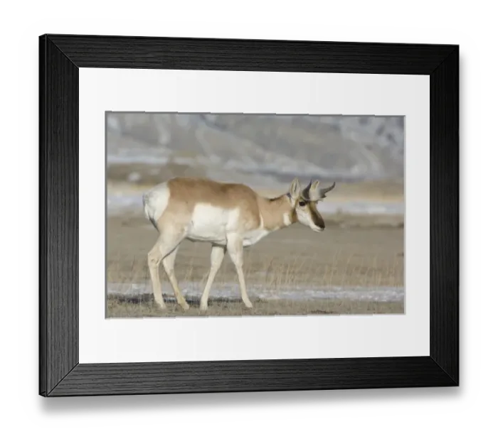 Framed Print : USA, North America, Wyoming Framed Print : USA, North America, Wyoming