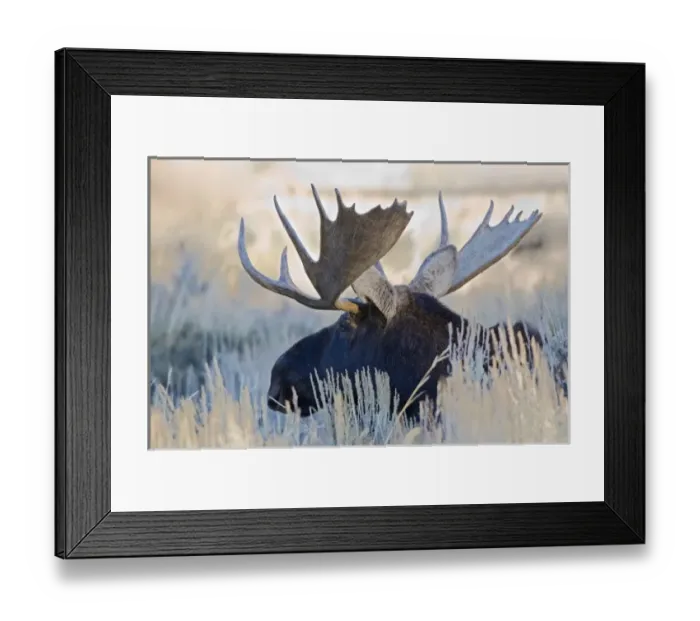 Framed Print : WY, Grand Teton National Park, Bull Moose, (Alces alces) Framed Print : WY, Grand Teton National Park, Bull Moose, (Alces alces)