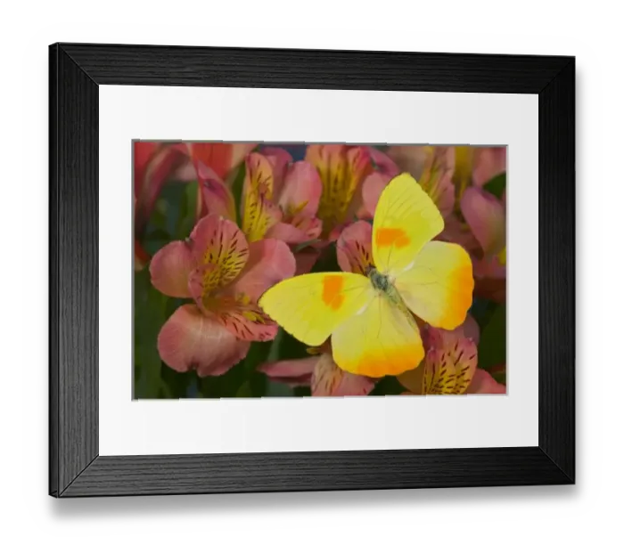 Framed Print : Sammamish Washington Photograph of Butterfly on Flowers, Phoebis philea the Orange Framed Print : Sammamish Washington Photograph of Butterfly on Flowers, Phoebis philea the Orange