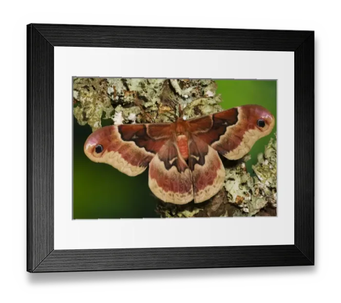 Framed Print : USA, North America, Washington Framed Print : USA, North America, Washington