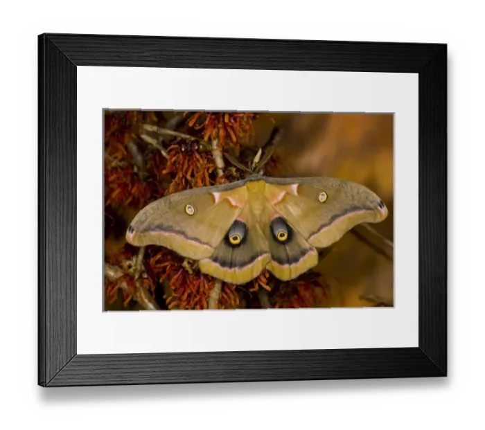 Framed Print : Sammamish, Washington silk moth Antheraea polyphemus from North America Framed Print : Sammamish, Washington silk moth Antheraea polyphemus from North America