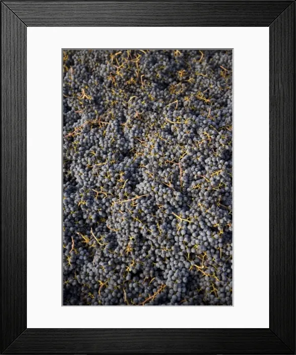 Framed Print : USA, Washington State, Yakima Valleyl. Merlot grapes, Rattlesnake Hills Wine Trail Framed Print : USA, Washington State, Yakima Valleyl. Merlot grapes, Rattlesnake Hills Wine Trail