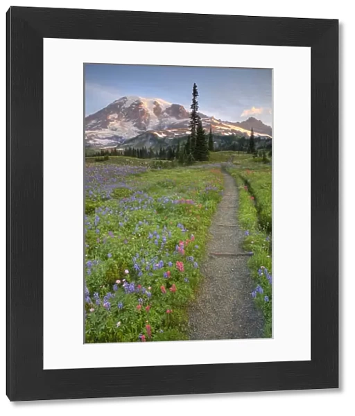 USA, Washington, Mt. Rainier NP, Mt. Rainier and wildflowers at Mazama Ridge